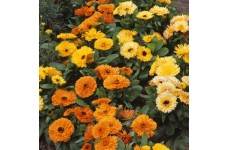 CALENDULA OFFICINALIS FIESTA GITANA SEEDS - ORANGE YELLOW CREAM POT MARIGOLD - 50 SEEDS