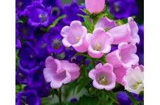CANTERBURY BELLS SEEDS - CUP AND SAUCER MIX - CAMPANULA MEDIUM - 500 SEEDS