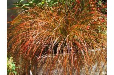 CAREX TESTACEA PRAIRIE FIRE ORNAMENTAL GRASS - 50 SEEDS