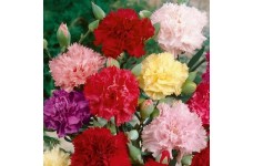 CARNATION CHABAUD MIX COLOUR SEEDS - 100 SEEDS 