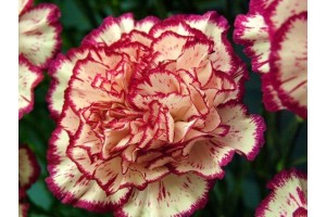 CARNATION DOUBLE STRIPED SEEDS - DIANTHUS CARYOPHYLLUS - 100 SEEDS
