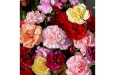 CARNATION DWARF FRAGRANCE MIX (MIXED COLOURS) PERENNIAL SEEDS - 100 SEEDS