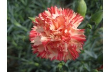 CARNATION ORANGE SHERBET SEEDS - DIANTHUS CARYOPHYLLUS - 50 SEEDS
