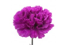 CARNATION VIOLET - DIANTHUS CARYOPHYLLUS - 50 SEEDS