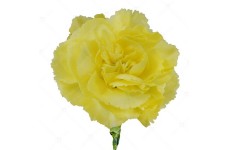 CARNATION CHABAUD MARIE YELLOW - DIANTHUS CARYOPHYLLUS - 50 SEEDS