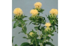 CARTHAMUS TINCTORIUS WHITE GRENADE SEEDS - IVORY WHITE SAFFRON FLOWER THISTLE - 20 SEEDS