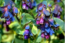 CERINTHE MAJOR - PURPURESCENS - HONEYWORT - BLUE SHRIMP - 20 SEEDS