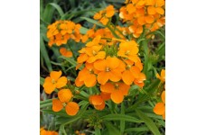 CHEIRANTHUS ALLIONII ORANGE SEEDS - SIBERIAN WALLFLOWER PERENNIAL SEEDS - 100 SEEDS