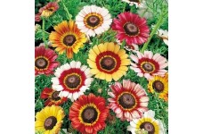 CHRYSANTHEMUM CARINATUM PAINTED DAISY - 100 SEEDS