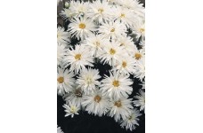 CHRYSANTHEMUM CRAZY DAISY SEEDS (WHITE) PERENNIAL SEEDS - 50 SEEDS