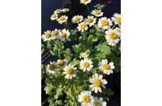 CHRYSANTHEMUM TANACETUM PARTHENIUM SEEDS - FEVERFEW - 100 SEEDS