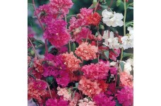 CLARKIA ELEGANS DOUBLE MIX - 500 SEEDS