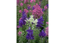 CLARY CROWN BOUQUET MIXED SEEDS - CLARY SAGE - SALVIA HORMINUM - 100 SEEDS