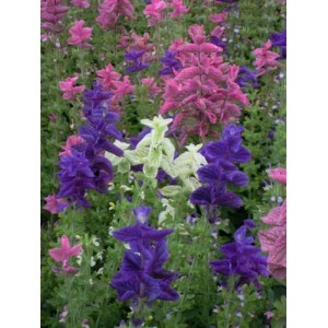 CLARY CROWN BOUQUET MIXED SEEDS - CLARY SAGE - SALVIA HORMINUM - 100 SEEDS