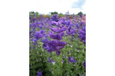 CLARY OXFORD BLUE SEEDS - BLUE CLARY SAGE - SALVIA VIRIDIS -  100 SEEDS