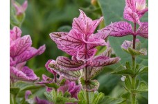 CLARY PINK SUNDAE SEEDS - PINK CLARY SAGE - SALVIA VIRIDIS -  100 SEEDS
