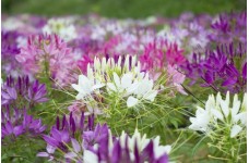 CLEOME HASSLERIANA SPIDER PLANT SEEDS - SPIDER FLOWER - 100 SEEDS