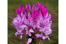 CLEOME HASSLERIANA VIOLET QUEEN SEEDS - SPIDER PLANT FLOWER - 100 SEEDS
