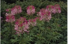 CLEOME HASSLERIANA PINK QUEEN SEEDS - SPIDER PLANT FLOWER - 100 SEEDS