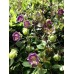 COBAEA SCANDENS MIX SEEDS - CUP AND SAUCER VINE - CATHEDRAL BELLS - 10 SEEDS