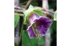 COBAEA SCANDENS MIX SEEDS - CUP AND SAUCER VINE - CATHEDRAL BELLS - 10 SEEDS