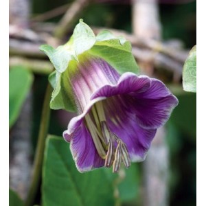 COBAEA SCANDENS MIX SEEDS - CUP AND SAUCER VINE - CATHEDRAL BELLS - 10 SEEDS