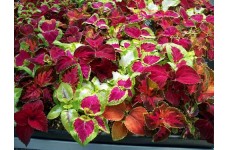 COLEUS RAINBOW MIX SEEDS - MIXED COLOUR COLEUS - 50 SEEDS