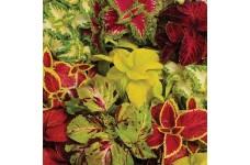 COLEUS WIZARD MIX (MIXED FOLIAGE COLOURS) - 50 SEEDS