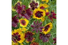 COREOPSIS HYBRIDA INCREDIABLE DWARF MIX SEEDS - TICKSEED - 50 SEEDS