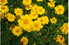 COREOPSIS LANCEOLATA SEEDS - MAYFIELD GIANTS YELLOW / ORANGE PERENNIAL SEEDS - 50 SEEDS