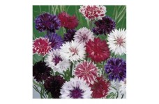 CENTAUREA CYANUS FROSTY MIX SEEDS - CORNFLOWER - 100 SEEDS