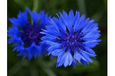 CENTAUREA CYANUS BLUE BALL - BLUE CORNFLOWER SEEDS - 100 SEEDS