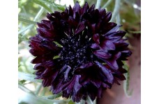 CENTAUREA CYANUS BLACK BALL SEEDS - DARK RED CORNFLOWER - 100 SEEDS