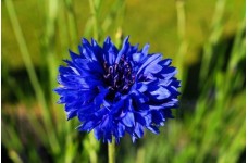 CENTAUREA CYANUS BLUE BOY - BLUE CORNFLOWER SEEDS - 100 SEEDS