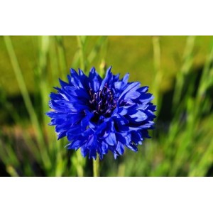 CENTAUREA CYANUS BLUE BOY - BLUE CORNFLOWER SEEDS - 100 SEEDS