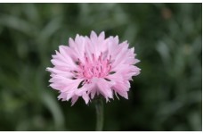 CENTAUREA CYANUS PINK - PINK CORNFLOWER SEEDS - 100 SEEDS