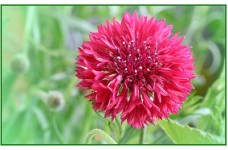 CENTAUREA CYANUS DOUBLE RED BALL - RED CORNFLOWER SEEDS - 100 SEEDS