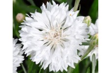 CENTAUREA CYANUS WHITE SEEDS - WHITE CORNFLOWER - 100 SEEDS