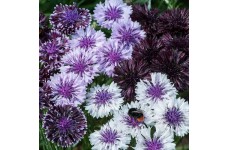 CENTAUREA CYANUS CLASSIC MAGIC SEEDS - CORNFLOWER - 100 SEEDS
