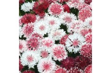 CENTAUREA CYANUS CLASSIC ROMANTIC SEEDS - CORNFLOWER - 100 SEEDS