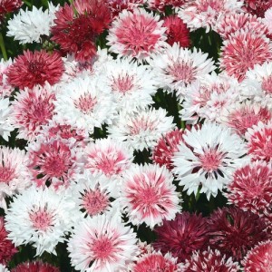 CENTAUREA CYANUS CLASSIC ROMANTIC SEEDS - CORNFLOWER - 100 SEEDS
