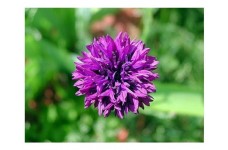 CENTAUREA CYANUS MAUVE BALL - MAUVE CORNFLOWER SEEDS - 100 SEEDS
