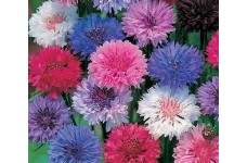 CENTAUREA CYANUS POLKA DOT MIX CORNFLOWER SEEDS - 100 SEEDS