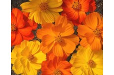 COSMOS BIPINNATUS BRIGHT LIGHTS MIX SEEDS - RED, ORANGE & YELLOW FLOWERS - 50 SEEDS