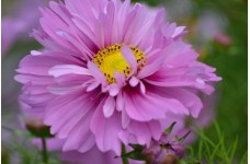 COSMOS BIPINNATUS FIZZY PINK SEEDS - PRETTY PINK FLOWERS - 50 SEEDS