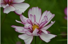 COSMOS BIPINNATUS FIZZY ROSE PICOTEE SEEDS - ROSE PINK FLOWERS - 50 SEEDS