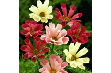 COSMOS BIPINNATUS SEASHELLS MIX SEEDS - WHITE, ROSE PINK FLOWERS - 50 SEEDS