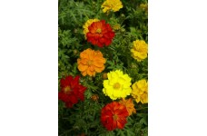 COSMOS CARPET FORMULA MIX SEEDS - YELLOW, ORANGE & RED FLOWERS - 50 SEEDS