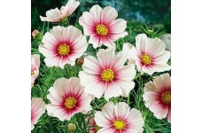 COSMOS BIPINNATUS DAYDREAM SEEDS - WHITE FLOWERS WITH PINK INTERIOR - 25 SEEDS
