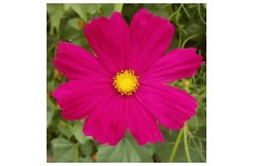 COSMOS BIPINNATUS DAZZLER SEEDS - VIBRANT DARK PINK FLOWERS - 50 SEEDS